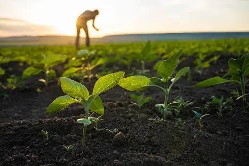 Crop Husbandry